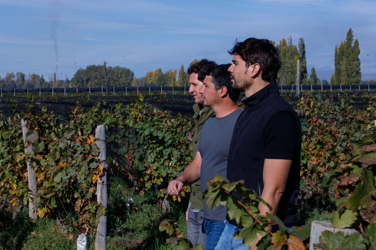 Bodega Raquis