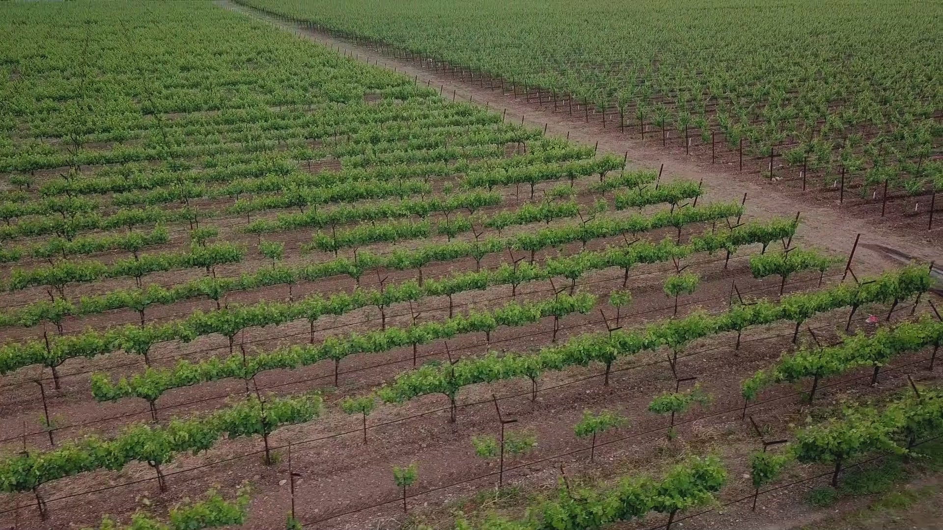 Cargar video: Desde los viñedos del Valle de Uco hasta las llanuras abiertas de la Pampa, nuestros proveedores son guardianes del origen.En este video, te llevamos al corazón de las bodegas argentinas donde nace nuestro vino, y a los campos donde el ganado pasta en libertad, sin prisas y sin artificios.Cada producto gourmet que ofrecemos en El enemigo empieza aquí: con respeto por la tierra, pasión por el oficio y una calidad que se respira desde el origen.Producto de origen. Autenticidad en cada detalle. Calidad sin concesiones.